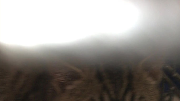 Meet Tigress, Louis and Leo!